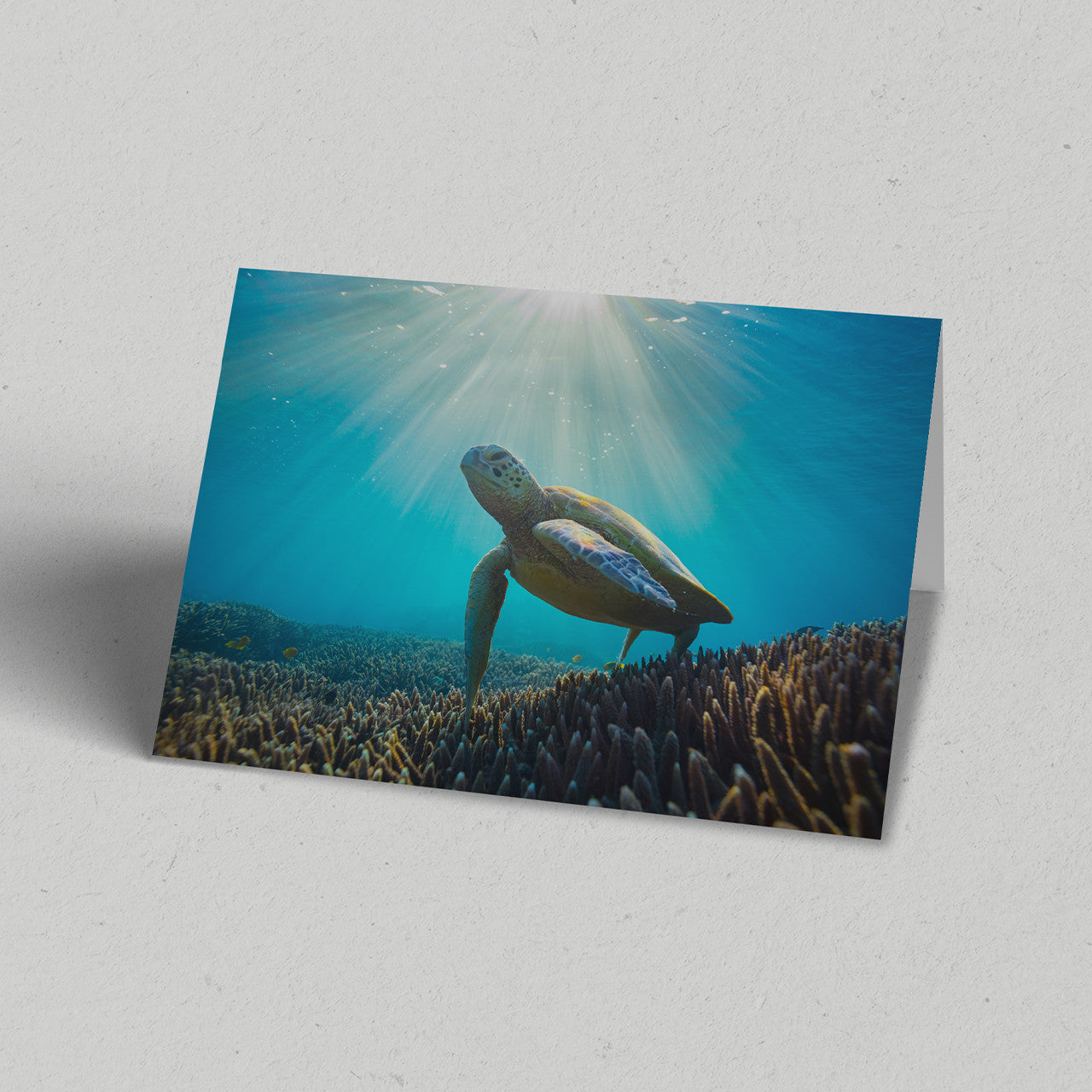Ocean Gift Pack of 10 Greeting Cards