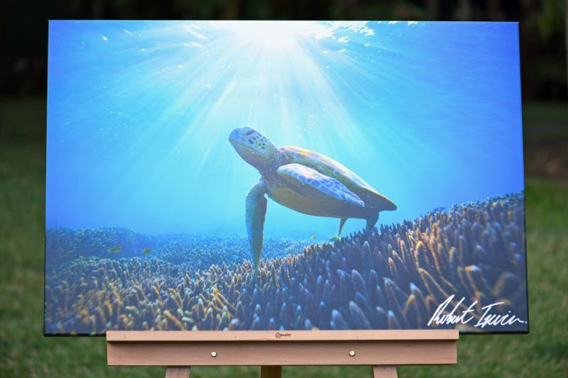 Robert Irwin Large Canvas - Sea Turtle