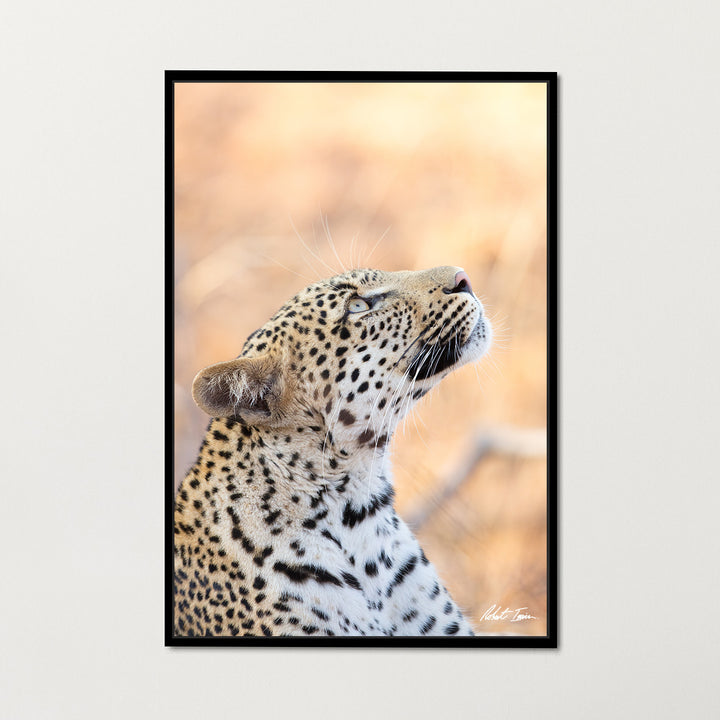 Premium Framed Metal Print - Leopard