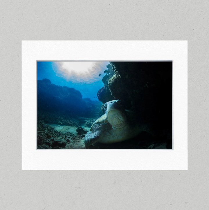 Hidden Turtle 44GL Matte Print