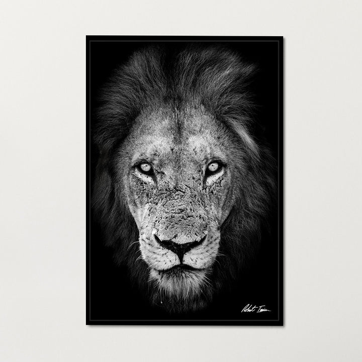 Premium Framed Metal Print - Lion
