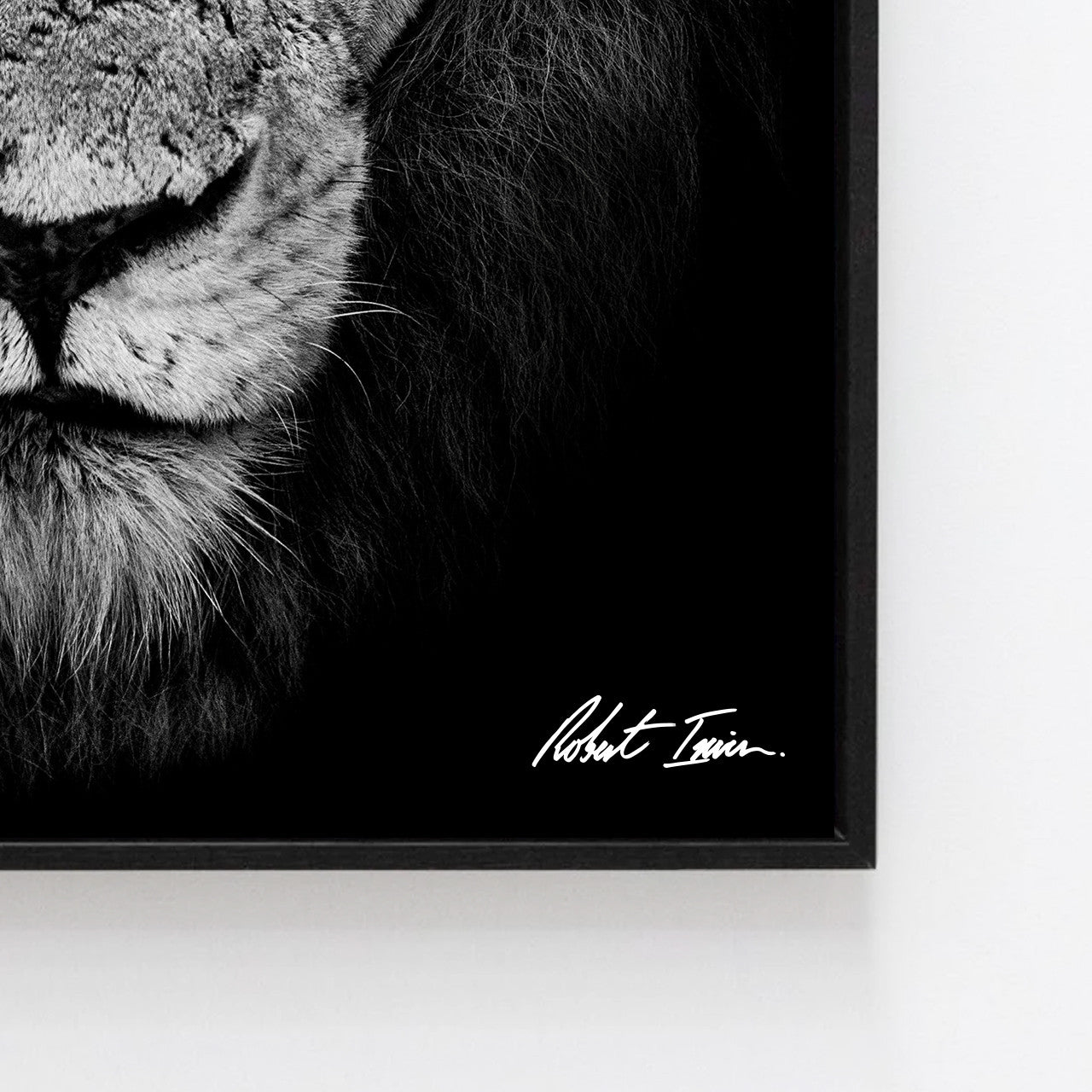 Premium Framed Metal Print - Lion