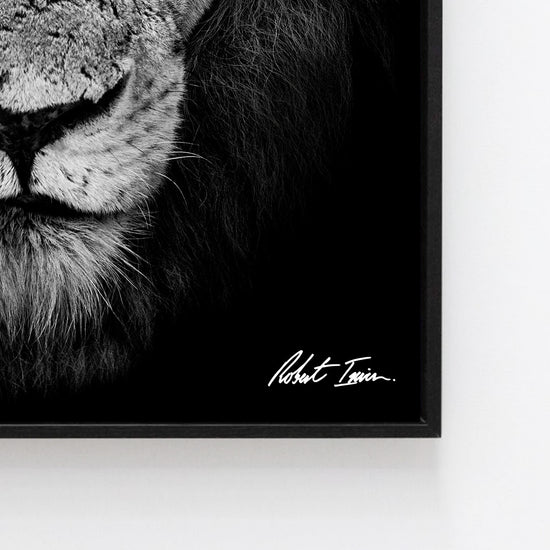 Premium Framed Metal Print - Lion