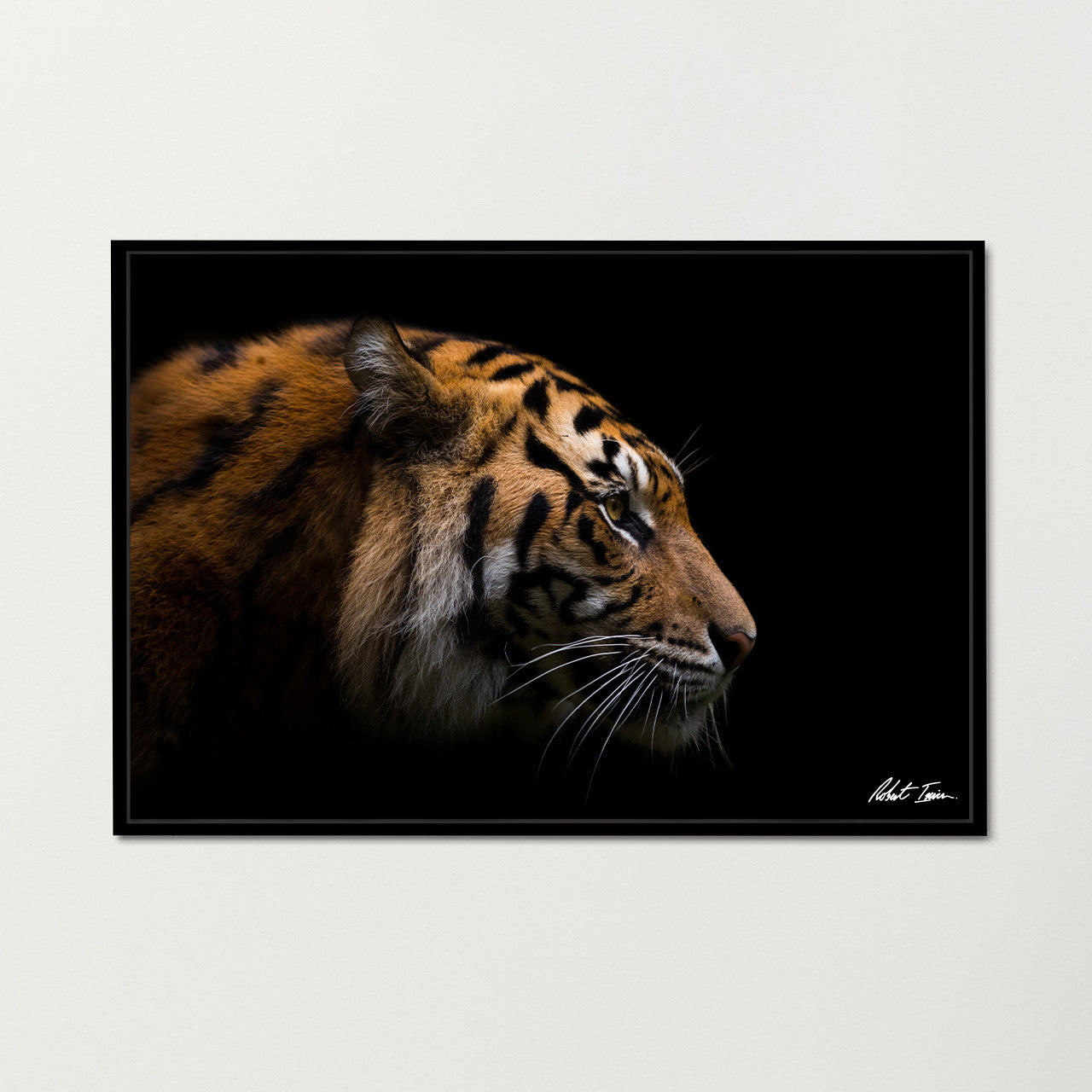 Premium Framed Metal Print - Sumatran Tiger