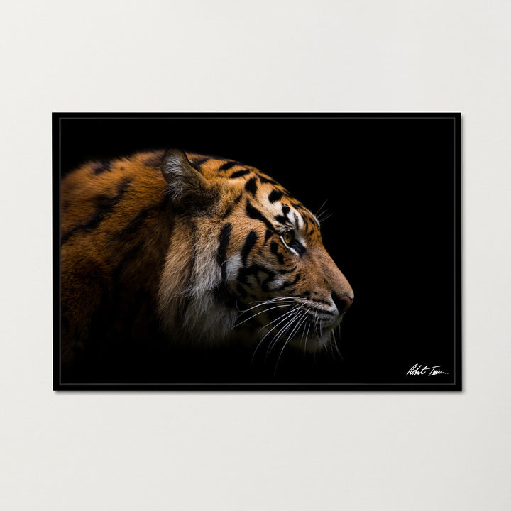 Premium Framed Metal Print - Sumatran Tiger