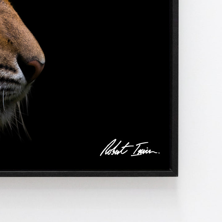 Premium Framed Metal Print - Sumatran Tiger