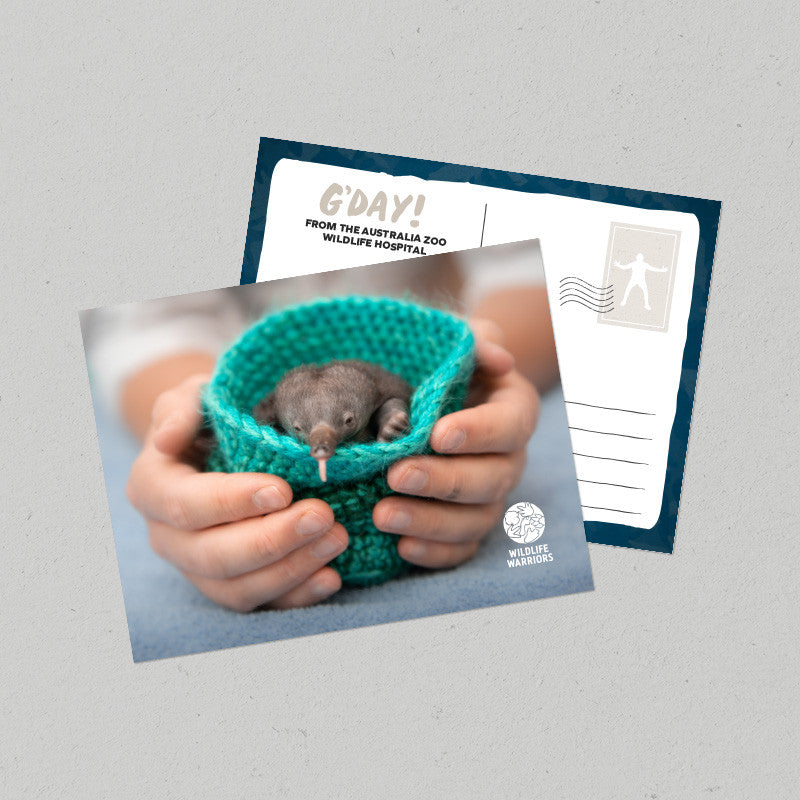 Wildlife Warriors Echidna Puggle Postcard