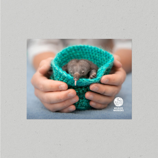 Wildlife Warriors Echidna Puggle Postcard