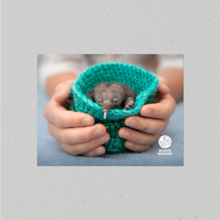 Wildlife Warriors Echidna Puggle Postcard