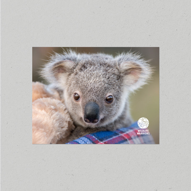 Wildlife Warriors Koala Postcard