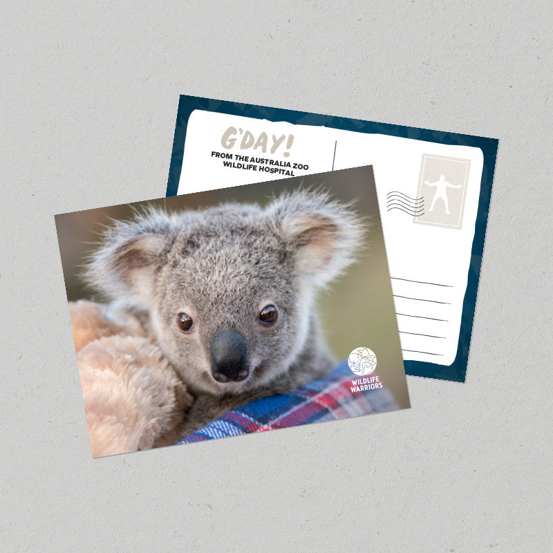 Wildlife Warriors Koala Postcard