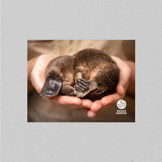 Wildlife Warriors Platypus Postcard