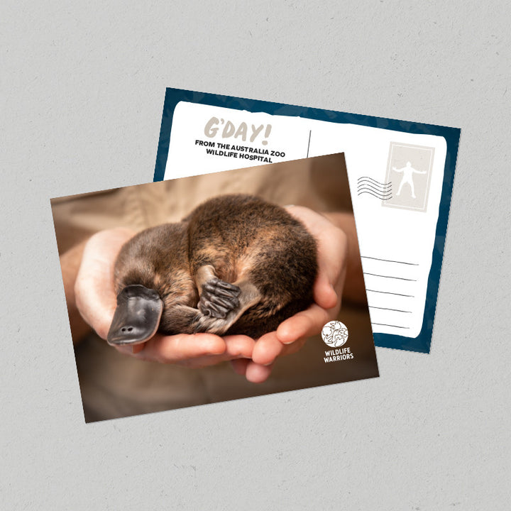 Wildlife Warriors Platypus Postcard