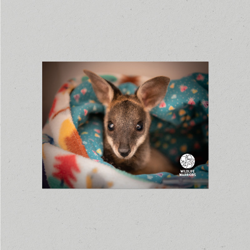 Wildlife Warriors Wallaby Postcard