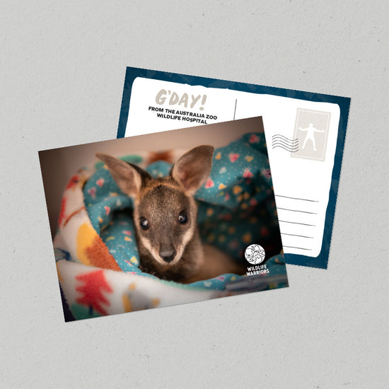 Wildlife Warriors Wallaby Postcard