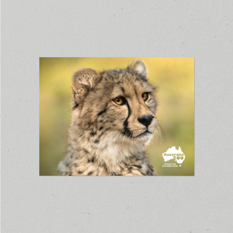 Cheetah Postcard