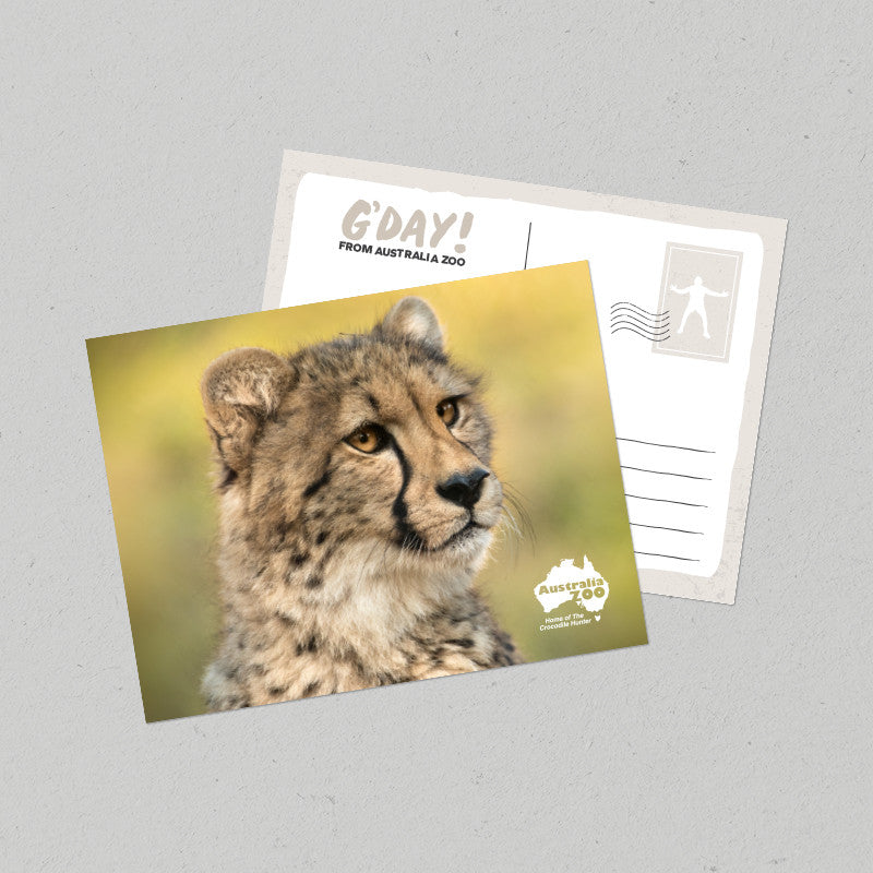 Cheetah Postcard