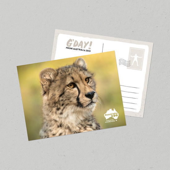 Cheetah Postcard