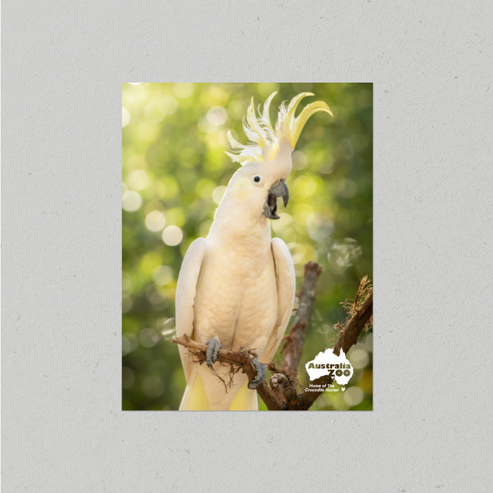 Cockatoo Postcard