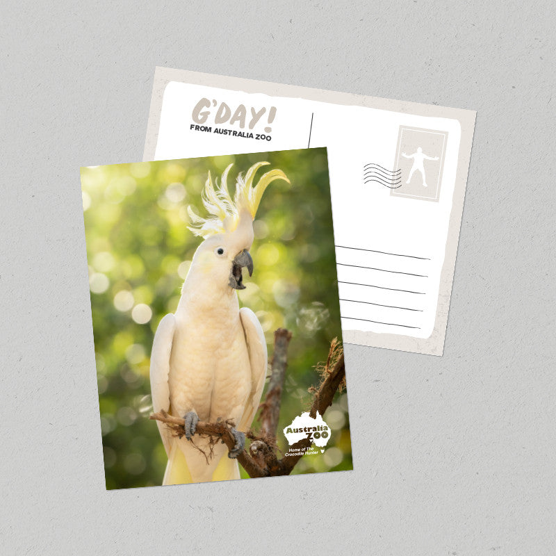 Cockatoo Postcard