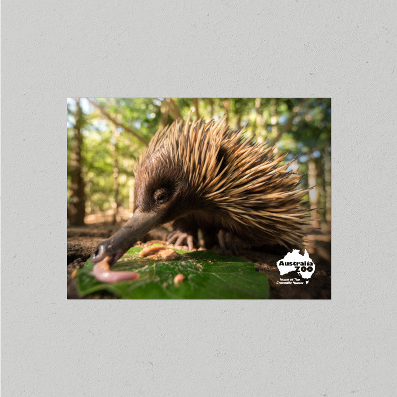 Echidna Postcard