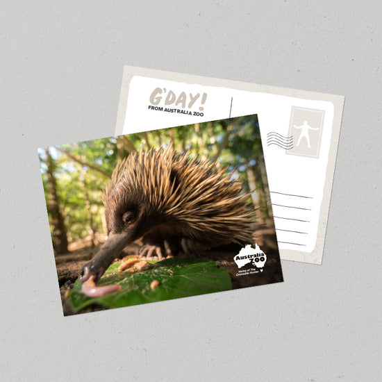 Echidna Postcard