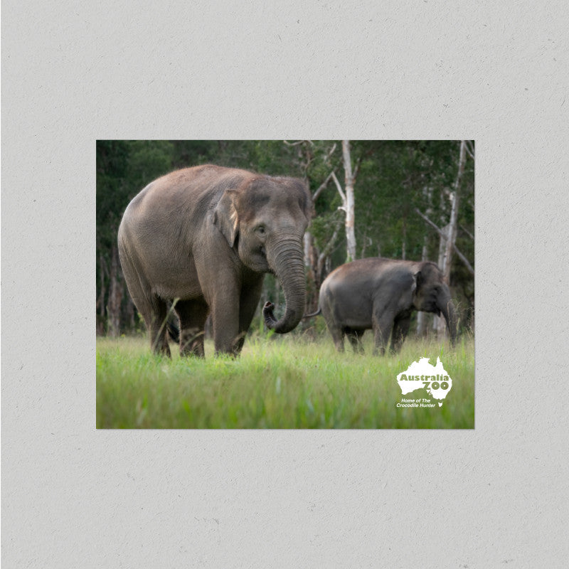 Elephant Postcard