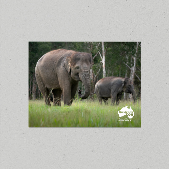 Elephant Postcard