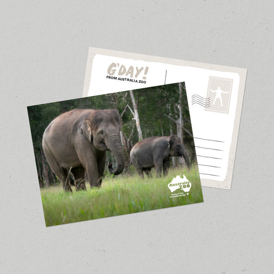 Elephant Postcard