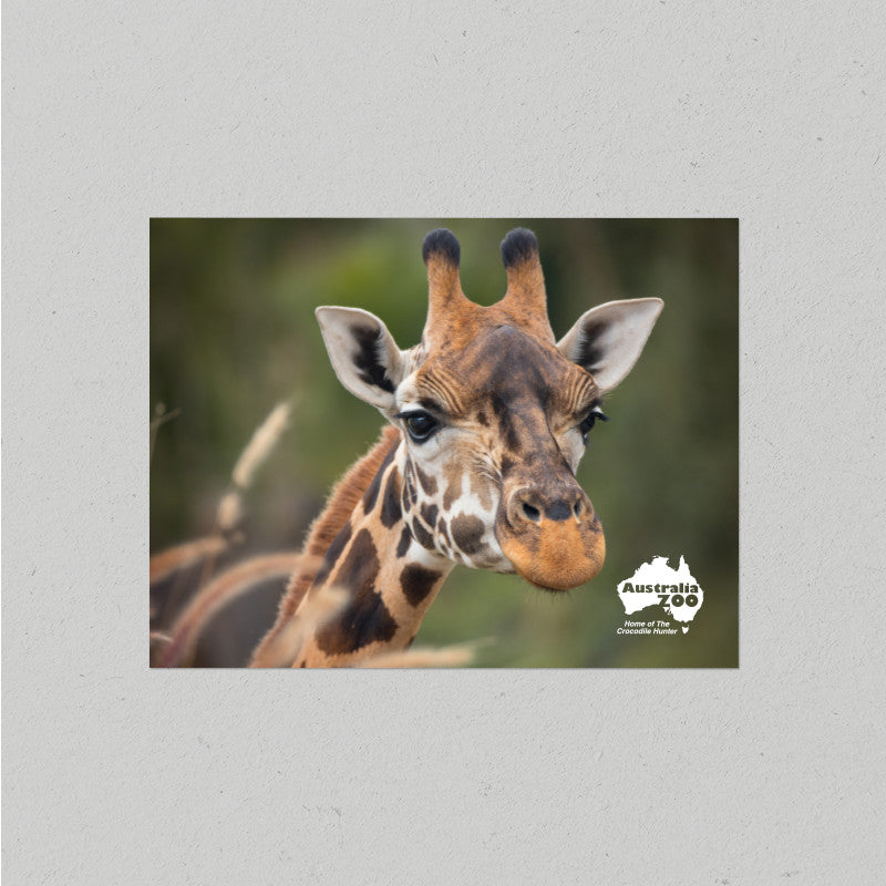 Giraffe Postcard
