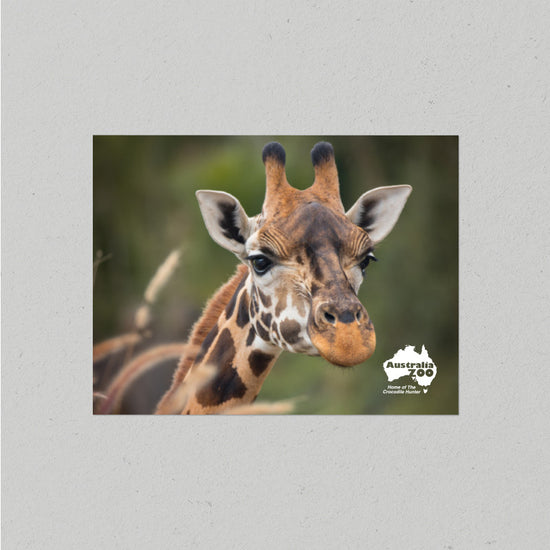 Giraffe Postcard