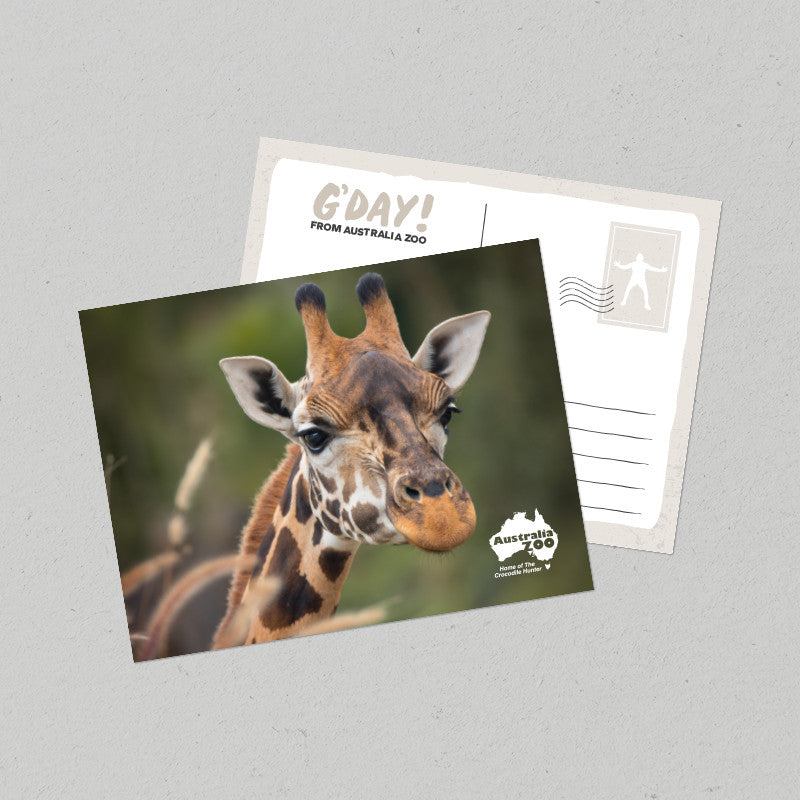Giraffe Postcard