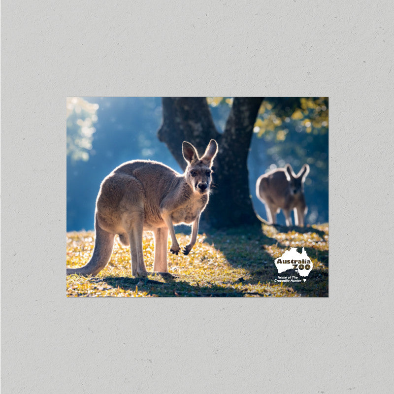 Kangaroos Postcard