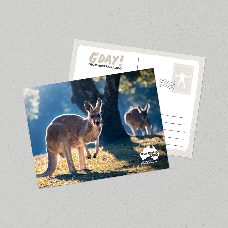Kangaroos Postcard