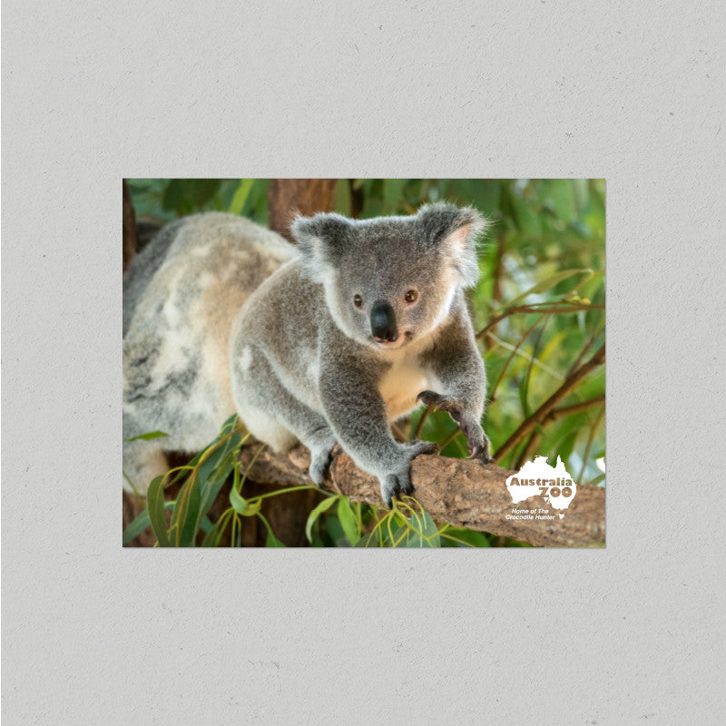 Koala Postcard