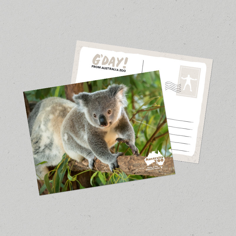 Koala Postcard