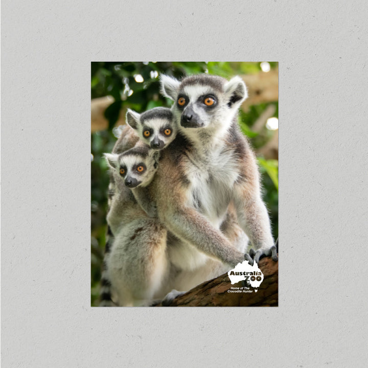 Lemurs Postcard