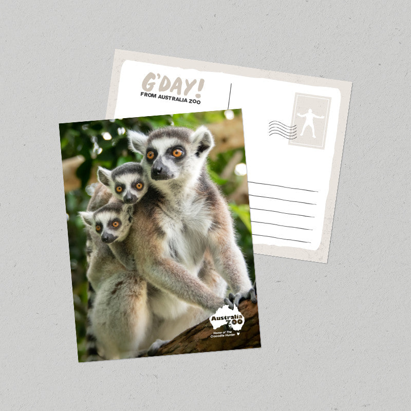 Lemurs Postcard
