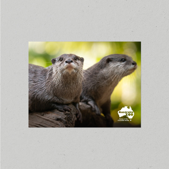 Otter Postcard