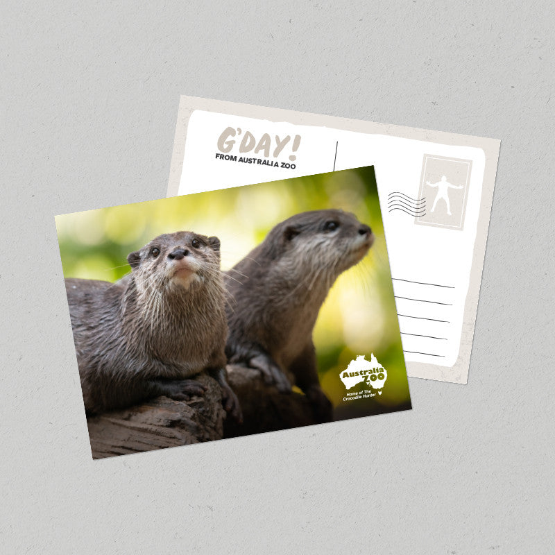 Otter Postcard
