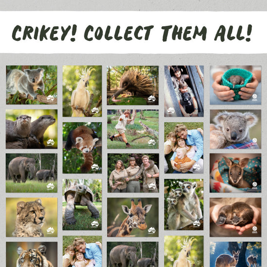 Lemurs Postcard
