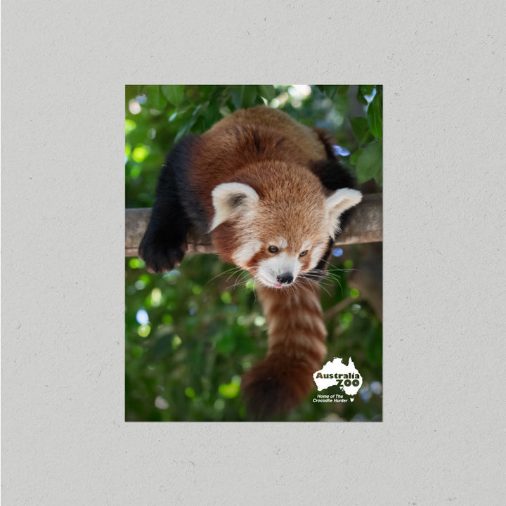 Red Panda Postcard