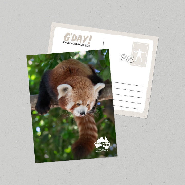 Red Panda Postcard