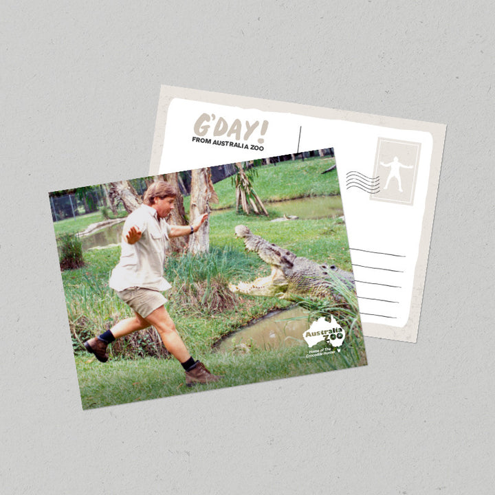 Steve with Crocodile Postcard