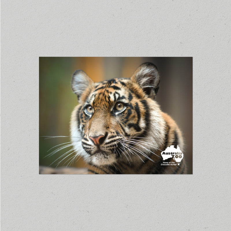 Tiger Postcard