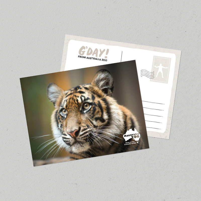 Tiger Postcard