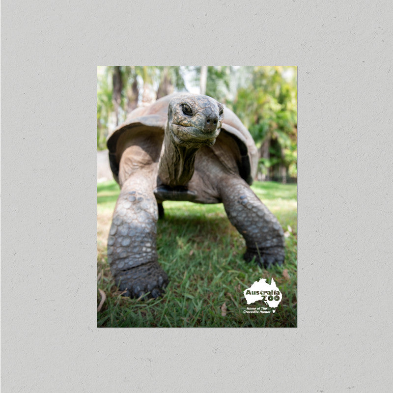 Tortoise Postcard
