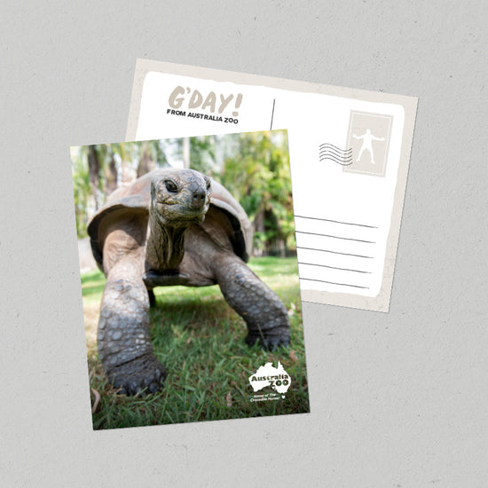 Tortoise Postcard
