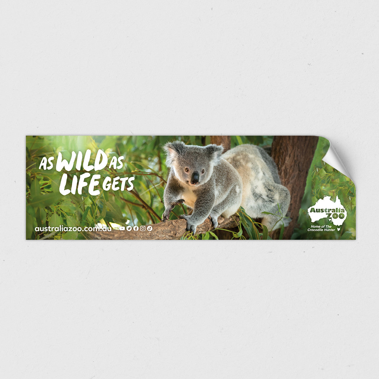 As Wild as Life Gets Koala Sticker