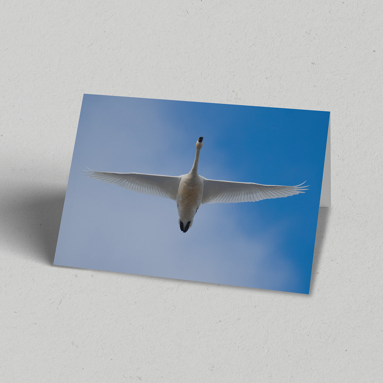 Land Gift Pack of 10 Greeting Cards